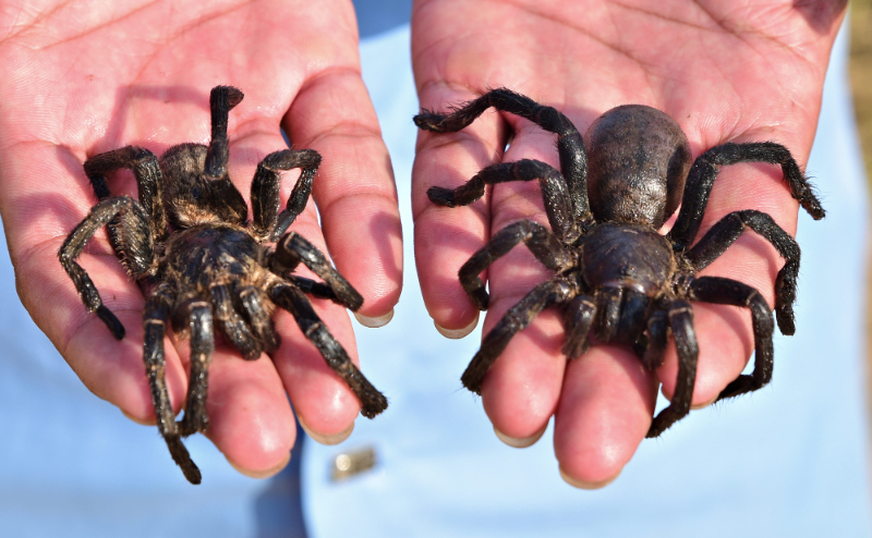Gebratene Spinne - Kambodscha | Secret World Trip Planner