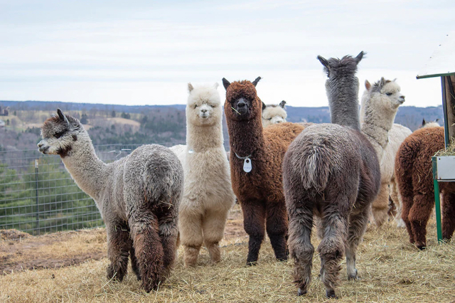 Alpaca grigliata - Arica | Secret World Trip Planner