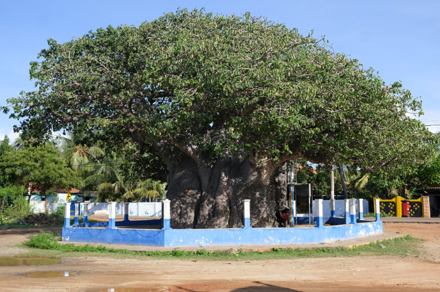 El árbol baobab de Pallimunai - Mannar | Secret World Trip Planner