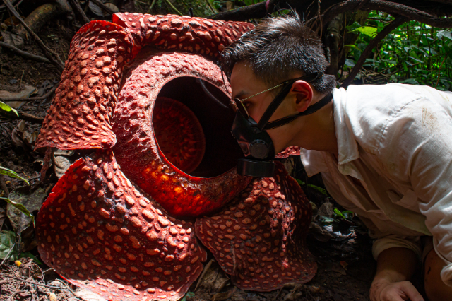 Rafflesia, la plus grande fleur du monde - Distretto di Phanom | Secret World Trip Planner