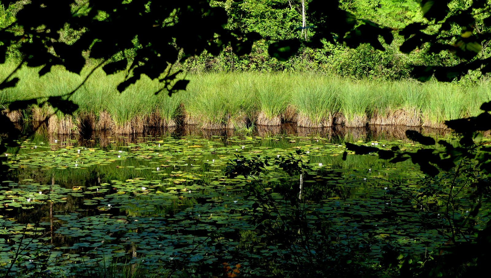 Mercurago泻湖公园 - Provincia di Novara | Secret World Trip Planner