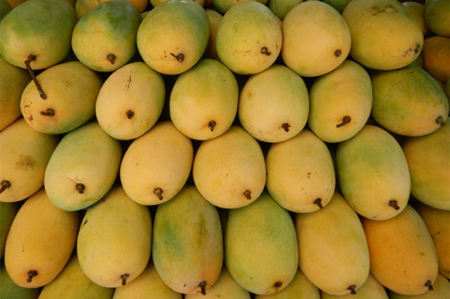 Neelam Mango — Andhra Pradesh