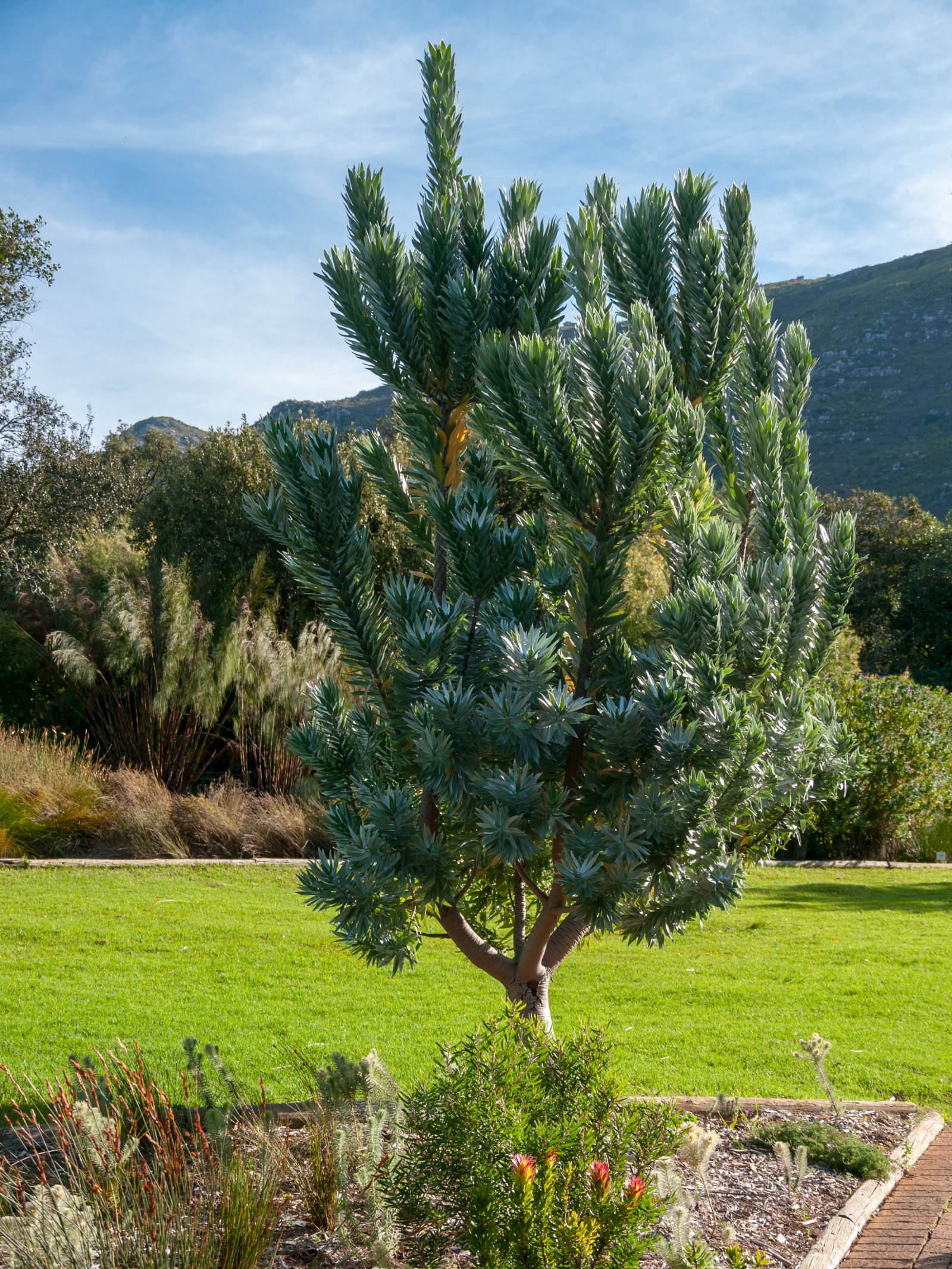 The Kirstenbosch National Botanical Garden - Cape Town | Secret World Trip Planner