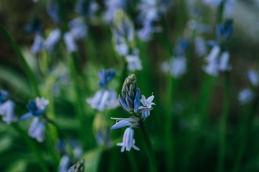 Coton Manor: Campanule, fiori selvatici e uccelli - Coton | Secret World Trip Planner
