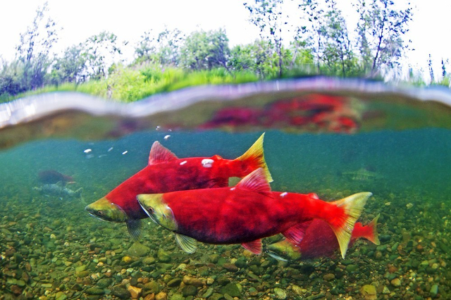 奥肯纳根红鲑鱼 - Okanagan Lake | Secret World Trip Planner