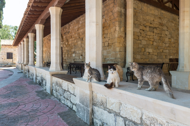 Święty Klasztor Świętego Mikołaja od Kotów - Akrotiri | Secret World Trip Planner
