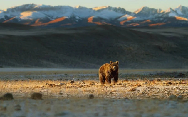 Deosai, il "tetto del mondo - XFCC+6P4 Deosai Park Road Astore | Secret World Trip Planner