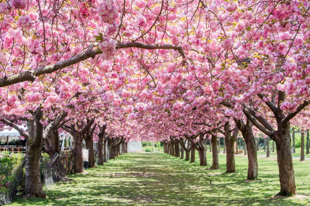 Jardín Botánico de Brooklyn - Brooklyn | Secret World Trip Planner