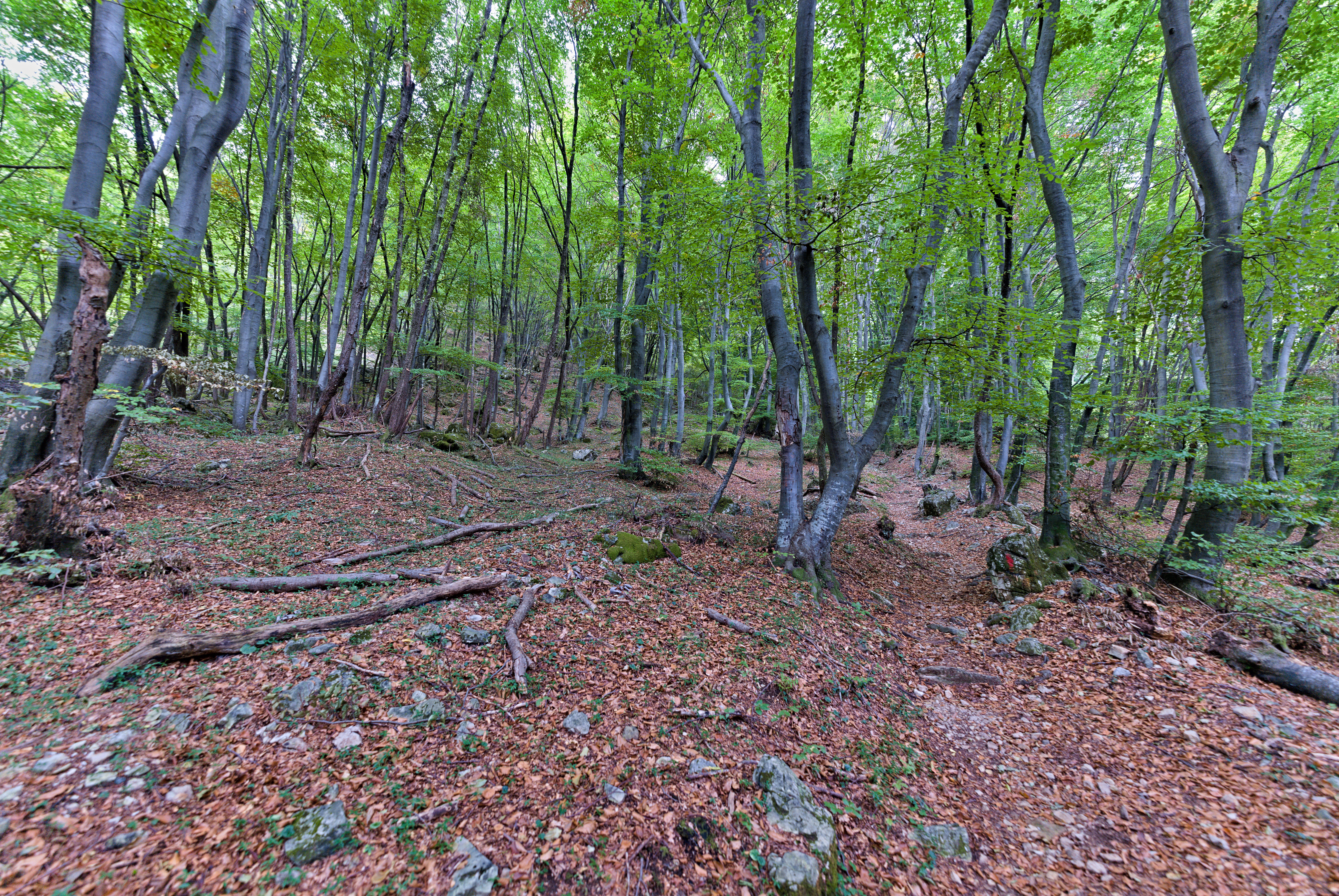Unesco | Mount San Giorgio - Brusino Arsizio | Secret World Trip Planner