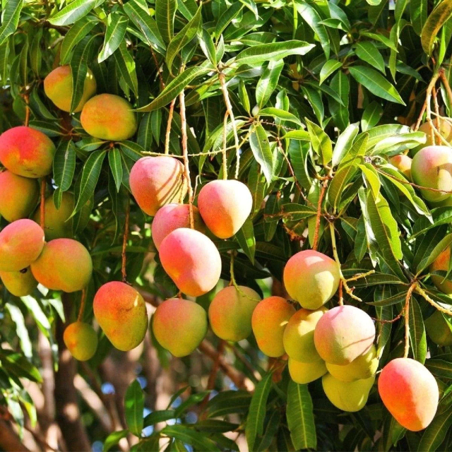 Mangos Alphonso - Devgad | Secret World Trip Planner
