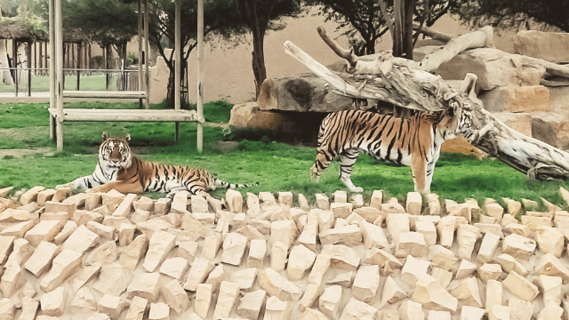 Zoo de Riyad : un voyage dans la nature et l'émerveillement - Riyadh | Secret World Trip Planner