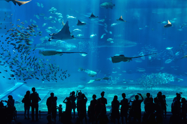 Monde sous-marin de Qingdao, - Qing Dao Shi | Secret World Trip Planner