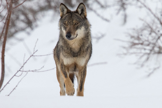 Das Rosental und der Apenninwolf - Civitella Alfedena | Secret World Trip Planner