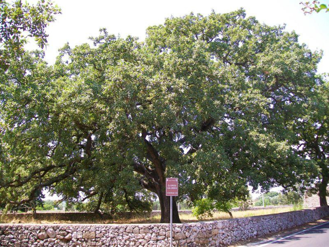 The Vallonea Oak of Tricase - 73039 Tricase | Secret World Trip Planner