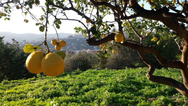 Limones de Ventimiglia - Ventimiglia | Secret World Trip Planner