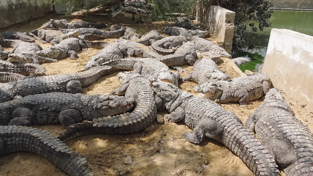 Mangho Pir, casa de los cocodrilos - Karachi | Secret World Trip Planner