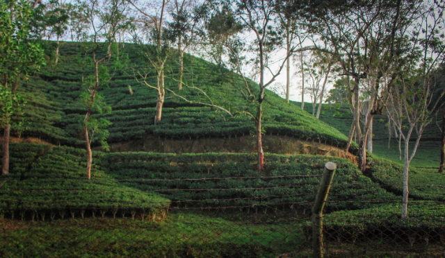 The Malnichhora tea gardens - Sylhet | Secret World Trip Planner
