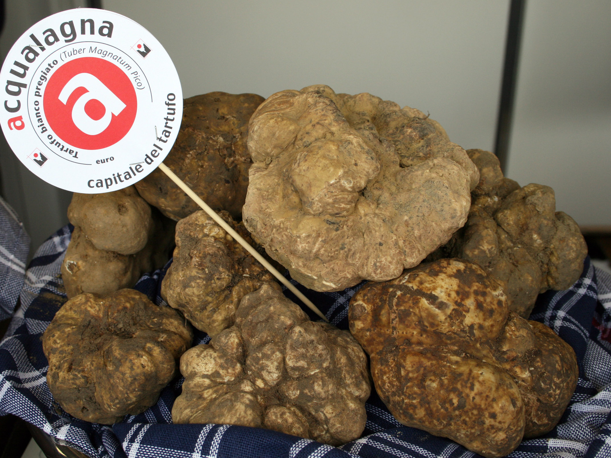 Musée de la truffe d'Acqualagna - Acqualagna | Secret World Trip Planner