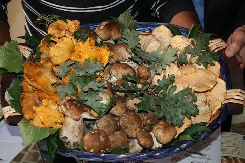 Mushroom Museum of San Sisto - San Sisto | Secret World Trip Planner