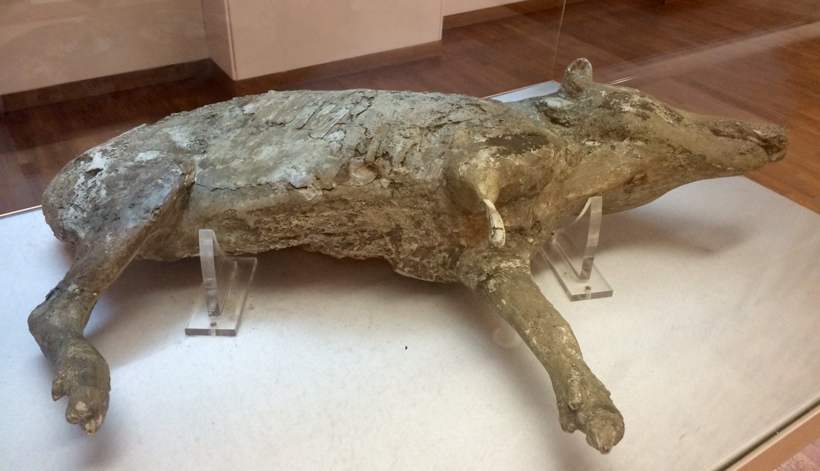 Antiquarium - Boscoreale - Boscoreale | Secret World Trip Planner