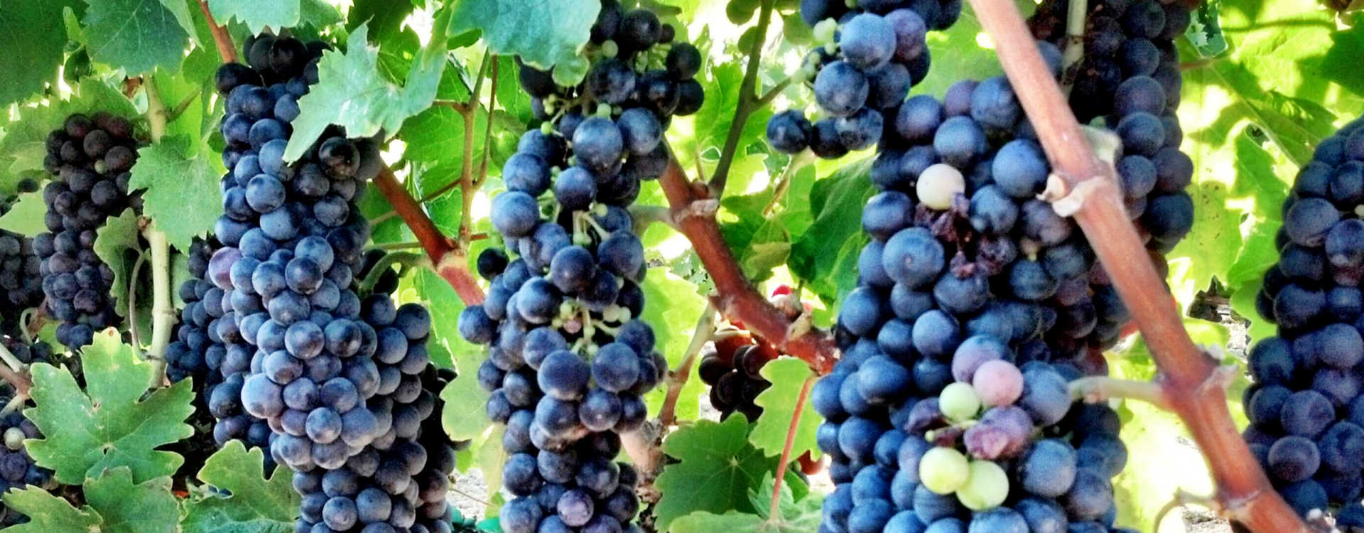 Primitivo aus Manduria - Manduria | Secret World Trip Planner