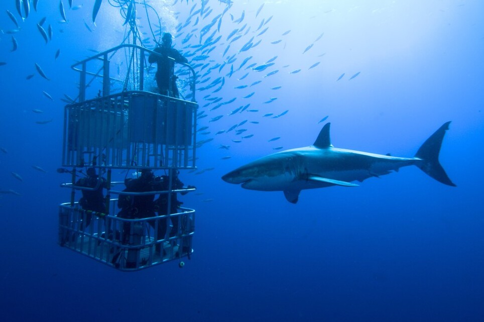 Buceo en jaula con tiburones blancos en Sudáfrica — Gansbaai