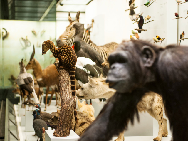 Museo Zoológico, Universidad de Zúrich - Zürich | Secret World Trip Planner