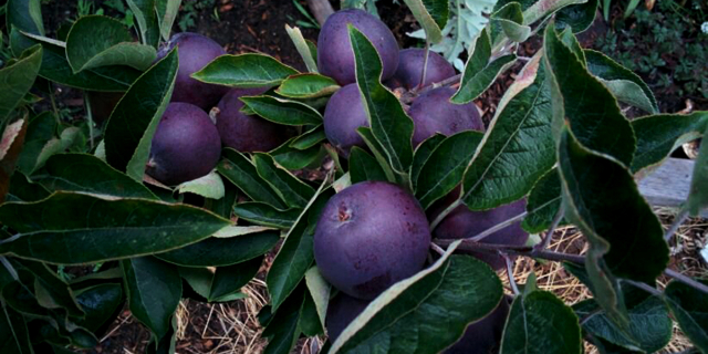 Manzana negra de Arkansas - Clarksville | Secret World Trip Planner