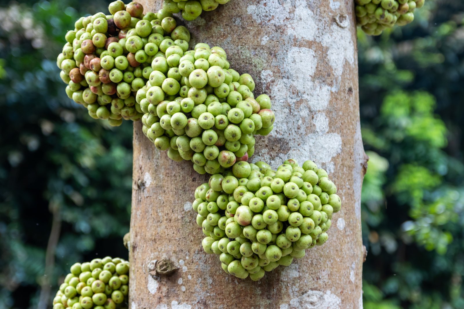 El Jardín Botánico de Singapur - Singapore | Secret World Trip Planner