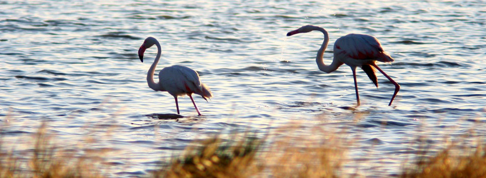 Het natuurreservaat Salina di Cervia - 61 | Secret World Trip Planner