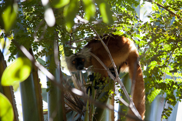 Reserva Natural de Lokobe - Ampasipohy | Secret World Trip Planner