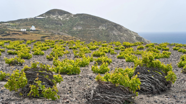 Vinos de Santorini: El oro líquido del Egeo - Santorini | Secret World Trip Planner