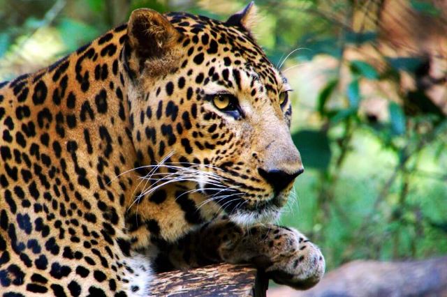 ゴールウェイズランド国立公園 - නුවරඑළිය | Secret World Trip Planner