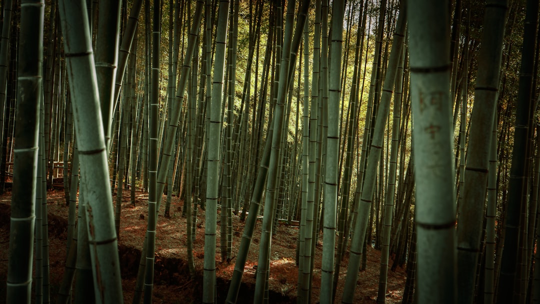 Sagano - The wonderful  bamboo forest - Kyoto | Secret World Trip Planner