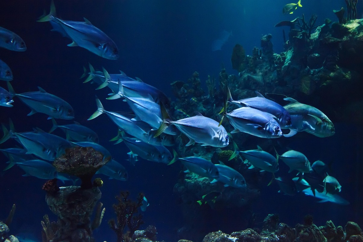 Taraporewala-Aquarium, das älteste Aquarium Indiens - Mumbai | Secret World Trip Planner