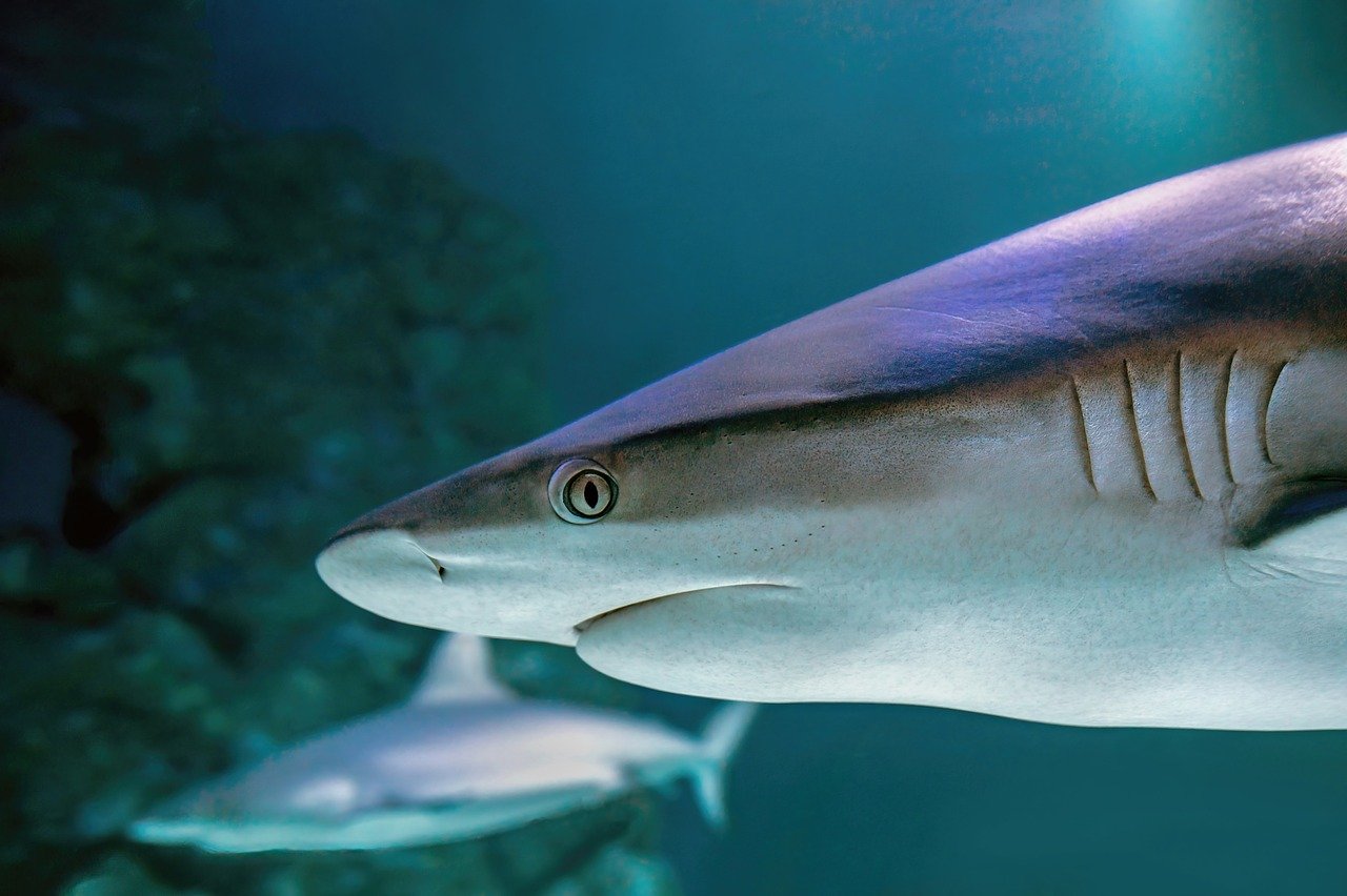 北欧最大的水族馆Den Blaa Planet - Kastrup | Secret World Trip Planner