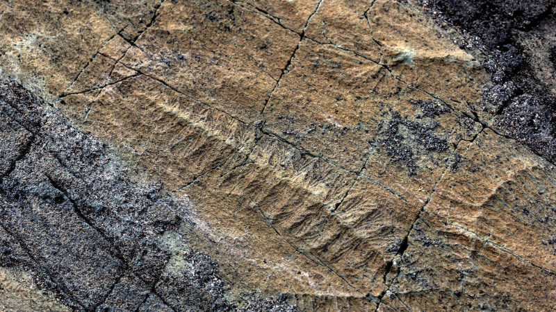 잘못된 점 - Mistaken Point | Secret World Trip Planner