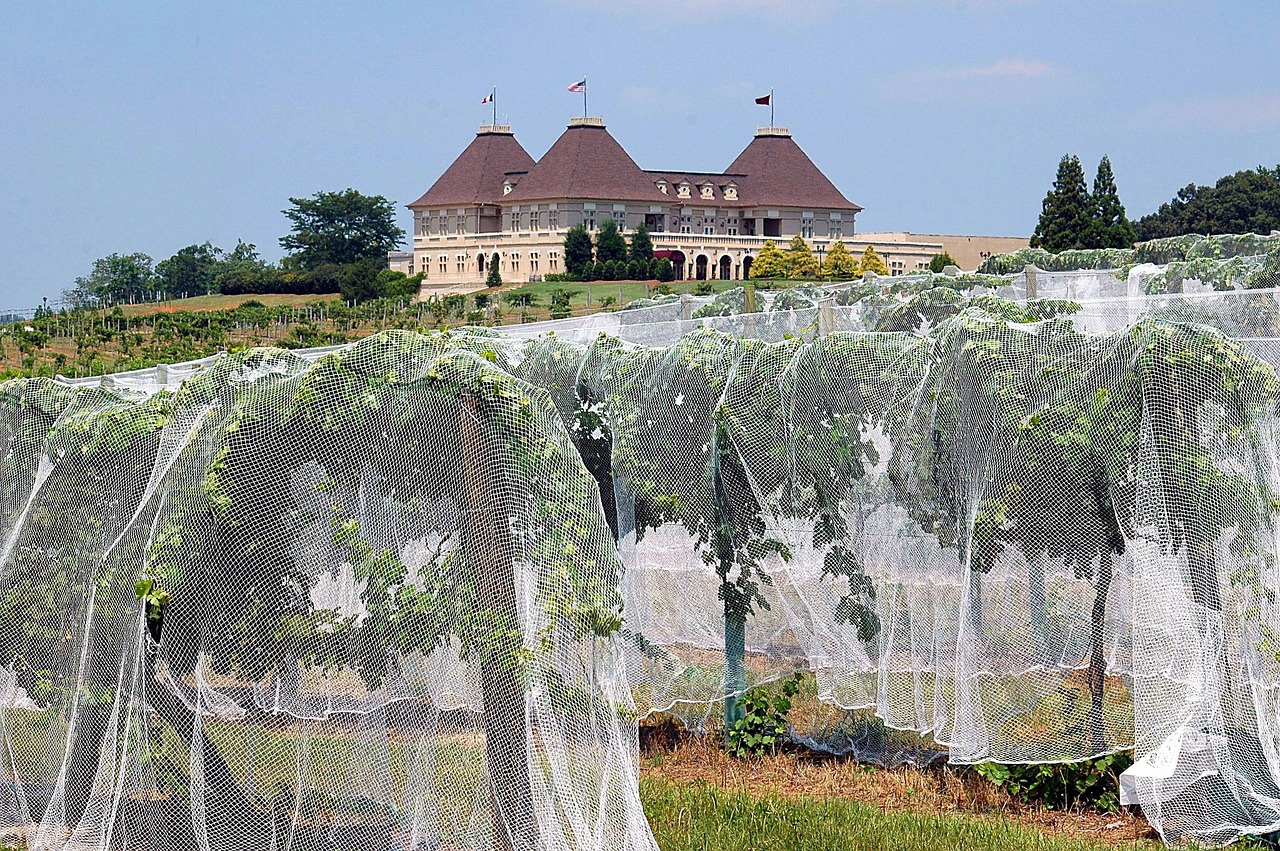 Weingut Louis M. Martini im Napa Valley - Saint Helena | Secret World Trip Planner