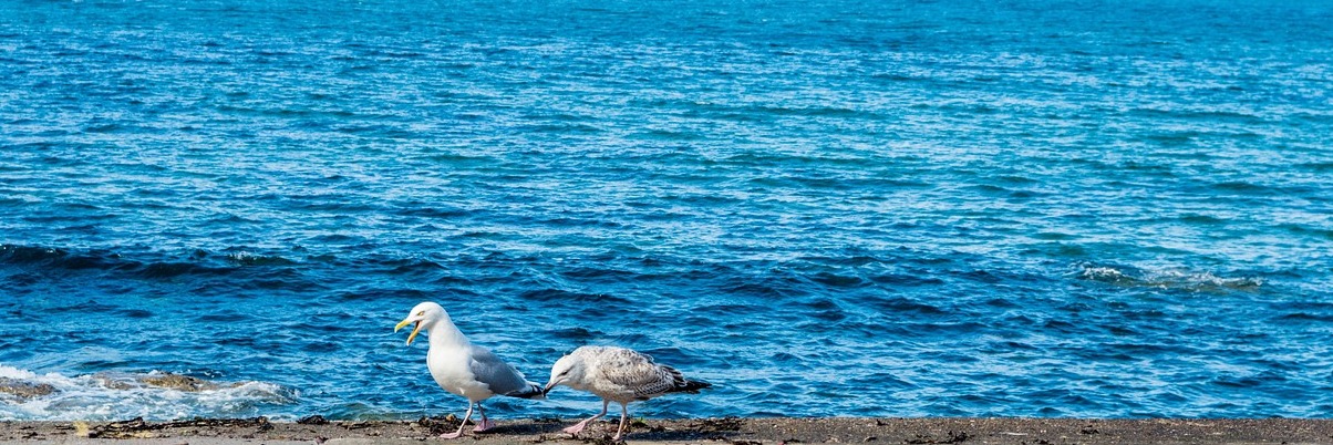 Eingebettet am Fuße imposanter Klippen: Pennan - Pennan | Secret World Trip Planner