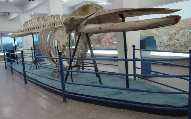 Il Museo pakistano di storia naturale (PMNH) - Islamabad | Secret World Trip Planner