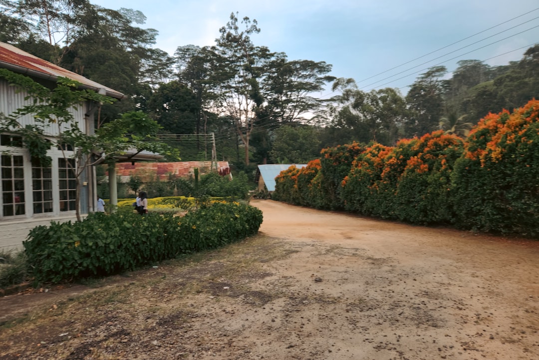 Museu Do Chá De Ceilão - Hantana Rd | Secret World Trip Planner