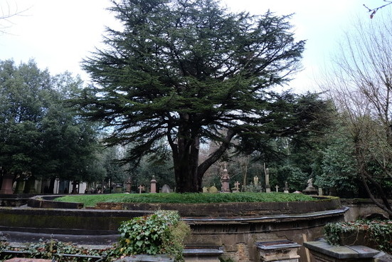 Der Kreis des Libanon und die grösste Topfpflanze der Welt — Londra