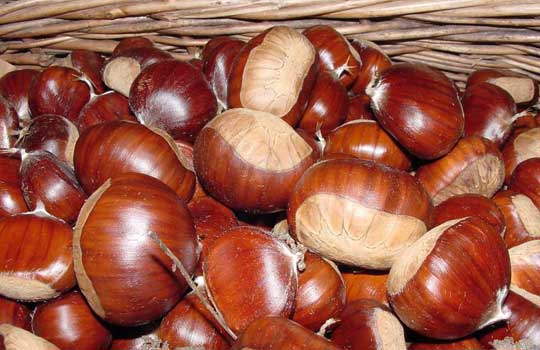 Montella chestnut PGI. - Montella | Secret World Trip Planner