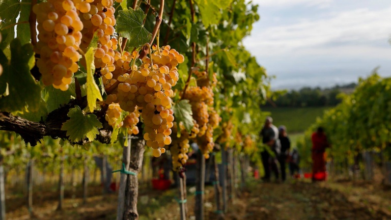 Vernaccia di San Gimignano — San Gimignano SI