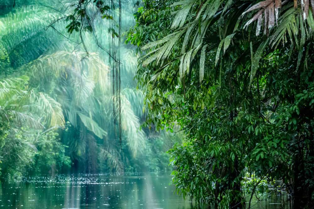 Tortuguero国家公园 - Provincia di Limón | Secret World Trip Planner