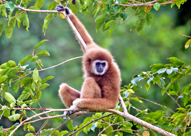 Parque Nacional de Khao Yai - Provincia di Nakhon Ratchasima | Secret World Trip Planner