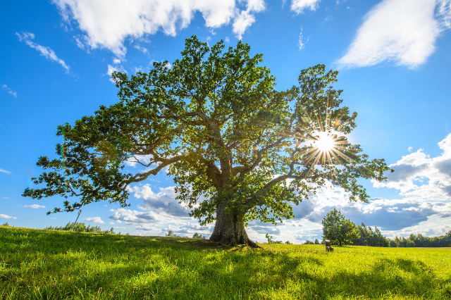 La Quercia Eiche-Lorbeer - Urvaste | Secret World Trip Planner