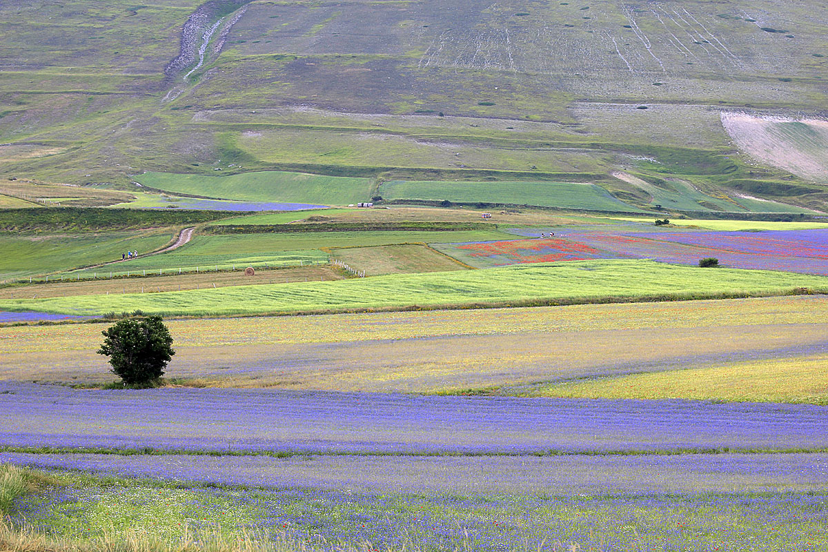 De bloei van Castelluccio - Castelluccio | Secret World Trip Planner