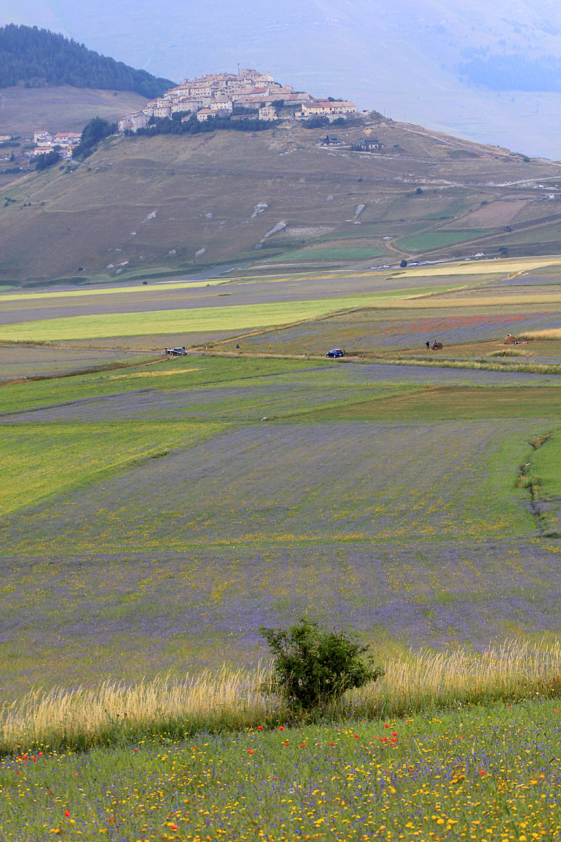 De bloei van Castelluccio - Castelluccio | Secret World Trip Planner