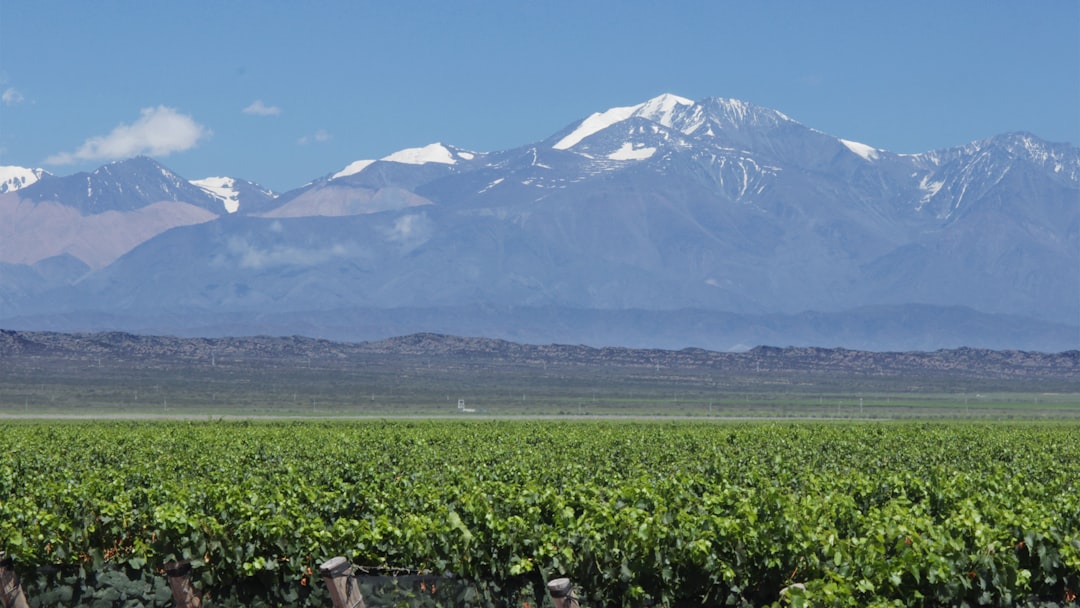 Scopri l'Esperienza del Vino a Mendoza, Argentina - Rivadavia 234 | Secret World Trip Planner